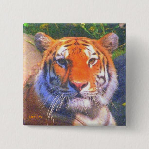 Badge Carré 5 Cm Bouton Carré de tigre de Sibérie