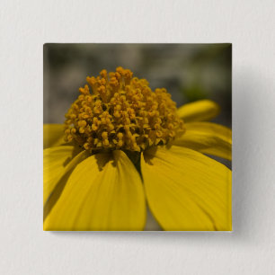 Badge Carré 5 Cm Bouton Carré Desert Brittlebrush