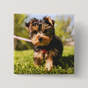 Badge Carré 5 Cm Bouton Chien mignon 5