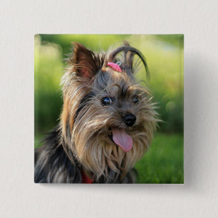 Badge Carré 5 Cm Bouton Chien mignon 7