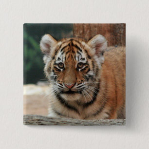 Badge Carré 5 Cm Bouton de bébé tigre