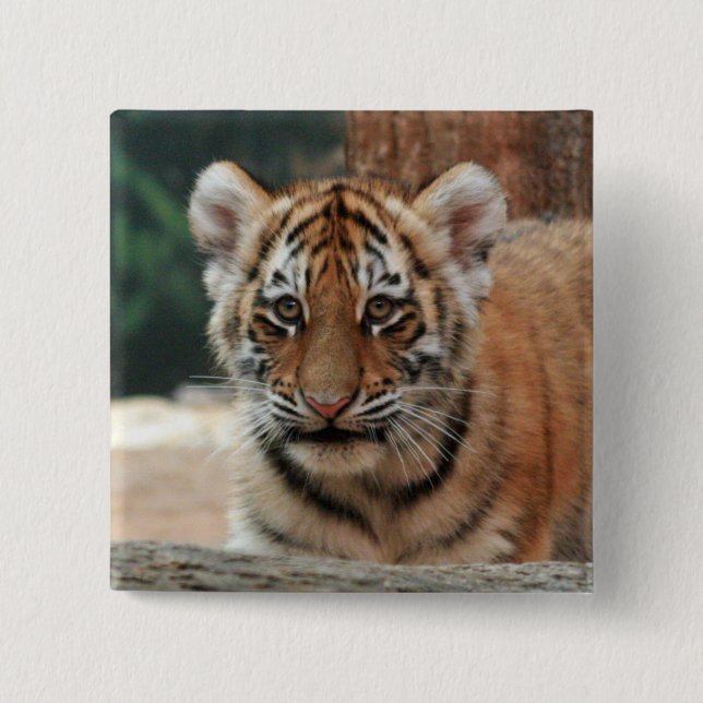 Badge Carré 5 Cm Bouton de bébé tigre (Devant)