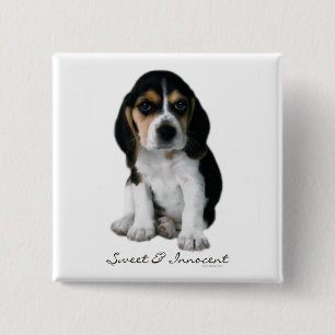 Badge Carré 5 Cm Bouton de chiot de beagle