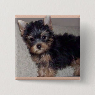 Badge Carré 5 Cm Bouton de chiot de Yorkshire Terrier