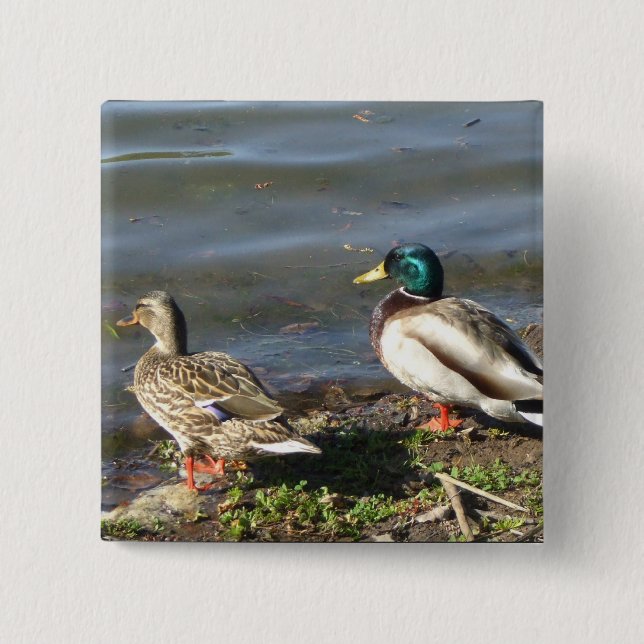 Badge Carré 5 Cm Bouton de couples de canard de Mallard (Devant)