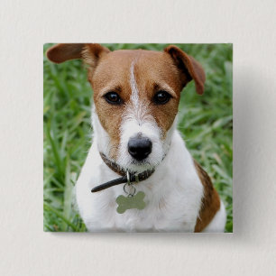 Badge Carré 5 Cm Bouton de Jack Russell Terrier