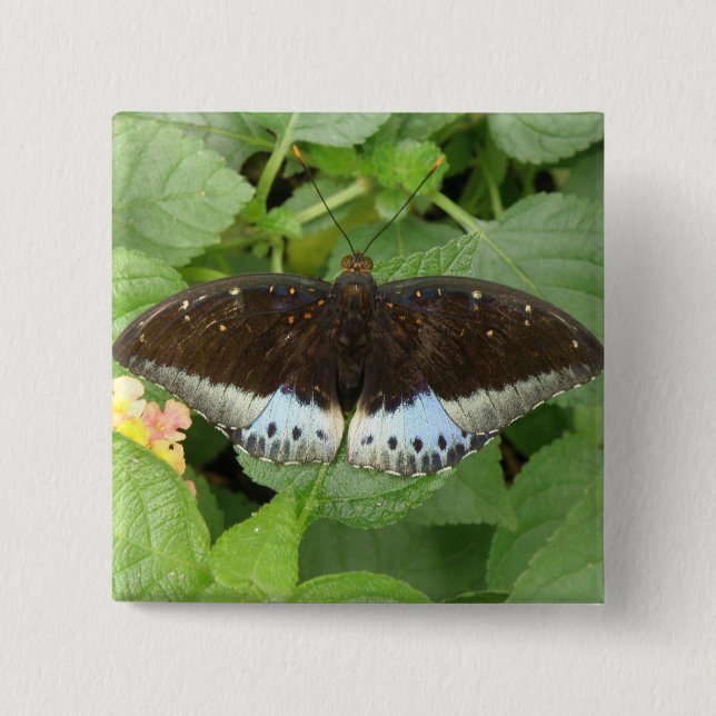 Badge Carré 5 Cm Bouton de papillon Tropical (Devant)