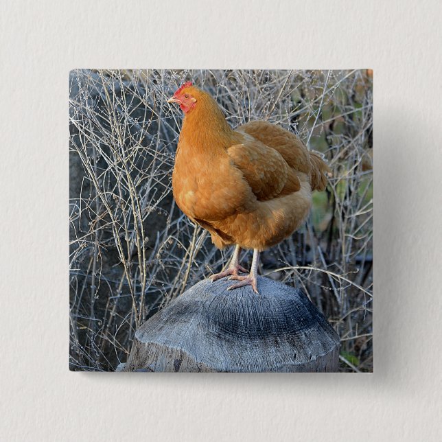 Badge Carré 5 Cm Bouton de poulet (Devant)
