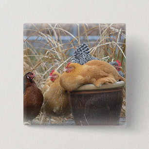 Badge Carré 5 Cm Bouton de poulet adorable