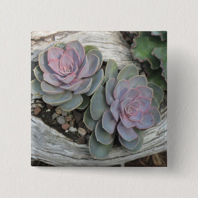 Badge Carré 5 Cm Bouton Escheveria (Devant)
