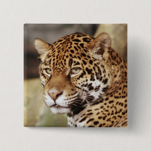 Badge Carré 5 Cm Bouton Jaguar