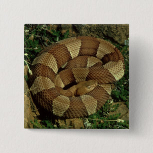 Badge Carré 5 Cm bouton large-réuni de pinback de serpent de