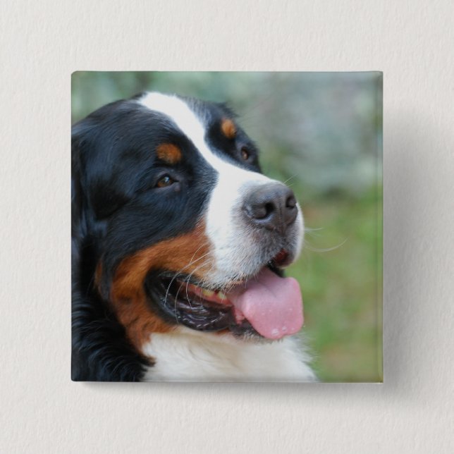 Badge Carré 5 Cm Bouton mignon de Bernese (Devant)