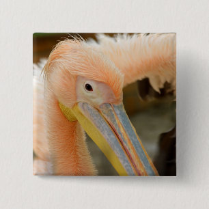 Badge Carré 5 Cm Bouton Pelican