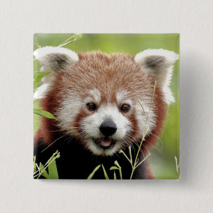Badge Carré 5 Cm Bouton Photo panda rouge, animaux 0045.