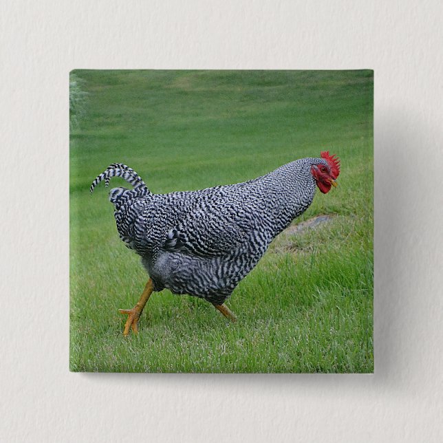 Badge Carré 5 Cm Bouton poulet (Devant)