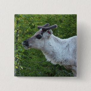 Badge Carré 5 Cm Bouton Reinder en Laponie