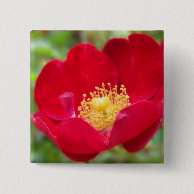 Badge Carré 5 Cm Bouton rouge pour les roses (Devant)