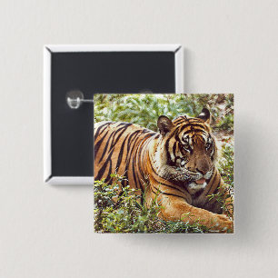 Badge Carré 5 Cm Bouton sauvage du tigre de Sumatran