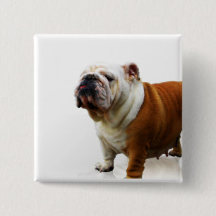 Badge Carré 5 Cm Bouton suffisant de bouledogue