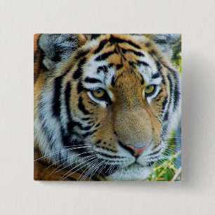 Badge Carré 5 Cm Bouton Tigre de Sibérie, Tigre de l'Amour