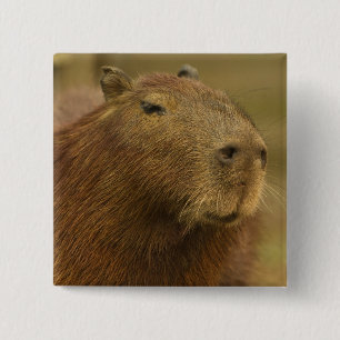 Badge Carré 5 Cm Brésil, Pantanal, Matto Grosso. Capybara
