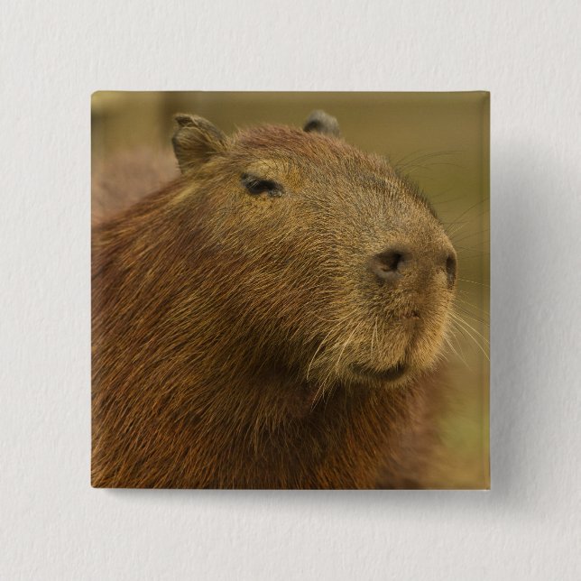 Badge Carré 5 Cm Brésil, Pantanal, Matto Grosso. Capybara (Devant)