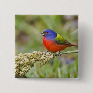 Badge Carré 5 Cm Bruant à tête noire (Passerina ciris) mâle en trai