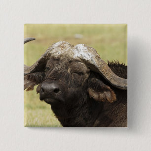 Badge Carré 5 Cm Buffle d'Afrique, Syncerus caffer