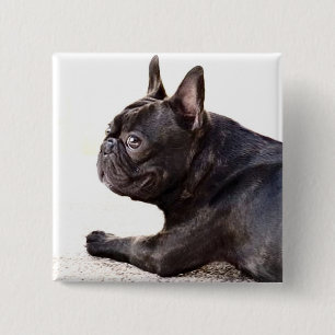Badge Carré 5 Cm Bulldog français