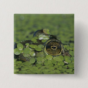 Badge Carré 5 Cm Bullfrog, Rana catesbeiana, adulte en algue