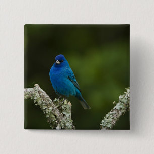 Badge Carré 5 Cm Bunting Indigo, Passerina cyanea, Côtier