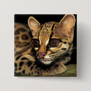 Badge Carré 5 Cm CA, Panama central, Soberania NP, Margay 2