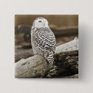 Badge Carré 5 Cm Canada, Boundary Bay, Harfang des neiges