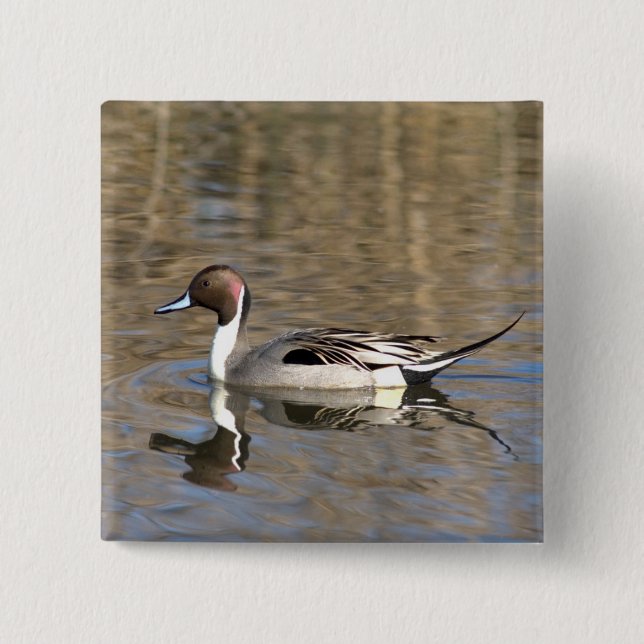 Badge Carré 5 Cm Canard à queue pointue nage dans un étang (Devant)