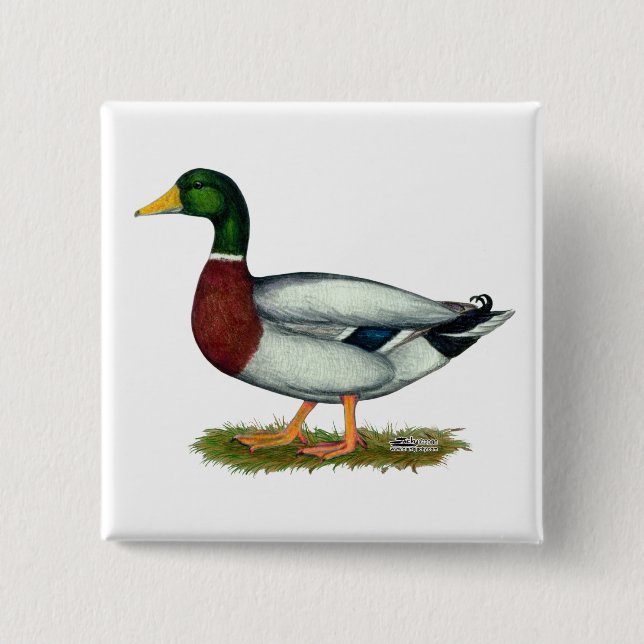 Badge Carré 5 Cm Canard Drake de Mallard (Devant)