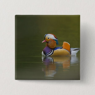 Badge Carré 5 Cm Canard mandarin sauvage (Aix galericulata) sur fon