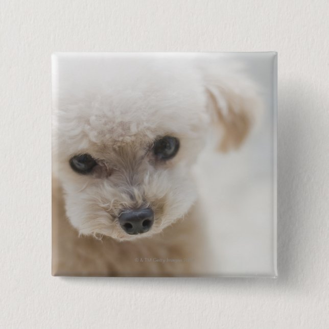 Badge Carré 5 Cm caniche de jouet (Devant)
