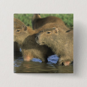 Badge Carré 5 Cm Capybara, Hydrochaeris hydrochaeris), du monde