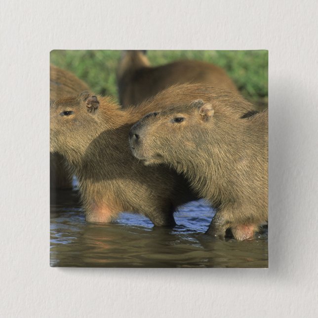 Badge Carré 5 Cm Capybara, Hydrochaeris hydrochaeris), monde (Devant)