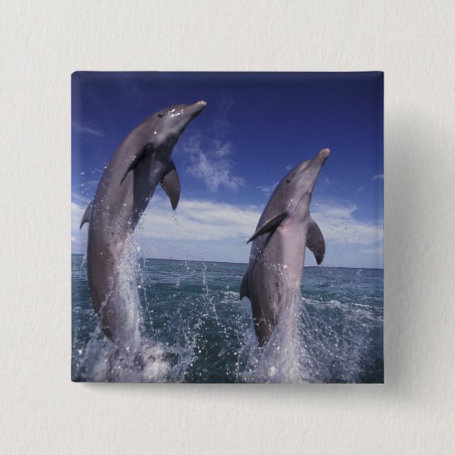 Badge Carré 5 Cm Caraïbes, dauphins de Bottlenose Tursiops (Devant)
