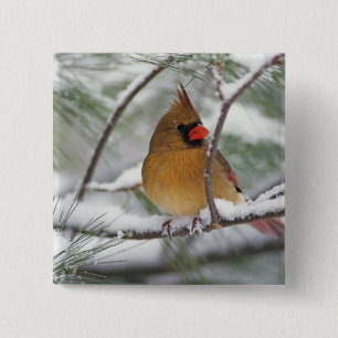 Badge Carré 5 Cm Cardinal du Nord féminin dans un pin enneigé,