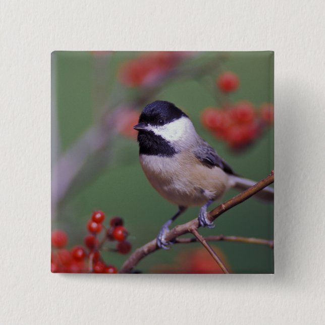 Badge Carré 5 Cm Carolina Chickadee (Devant)