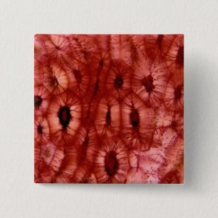 Badge Carré 5 Cm Cellules de Sclerenchyma d'un puits de cerise