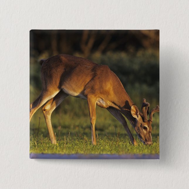 Badge Carré 5 Cm Cerf à queue blanche, Odocoileus virginianus (Devant)