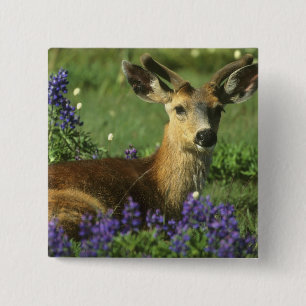Badge Carré 5 Cm Cerf à queue noire, Odocoileus hemionus
