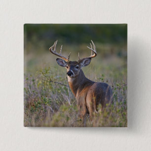 Badge Carré 5 Cm cerf de Virginie Odocoileus virginianus