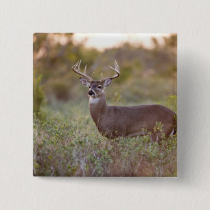 Badge Carré 5 Cm cerf de Virginie (Odocoileus virginianus) mâle 2