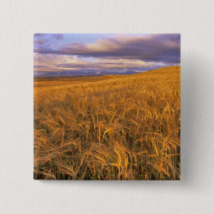 Badge Carré 5 Cm Champ d'orge en maturation le long des montagnes R