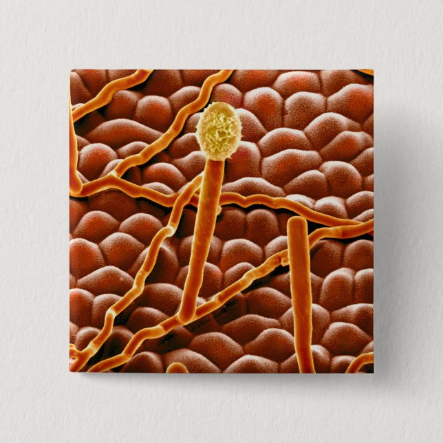 Badge Carré 5 Cm Champignon de rouille pulvérulente sur la (Devant)